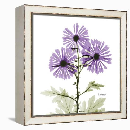 Lavender Chrysanthemum-Albert Koetsier-Framed Premier Image Canvas