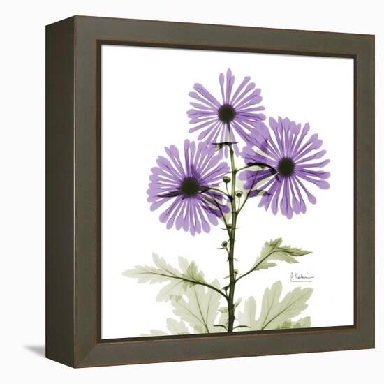 Lavender Chrysanthemum-Albert Koetsier-Framed Premier Image Canvas