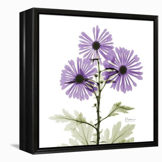 Lavender Chrysanthemum-Albert Koetsier-Framed Premier Image Canvas