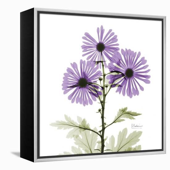 Lavender Chrysanthemum-Albert Koetsier-Framed Premier Image Canvas