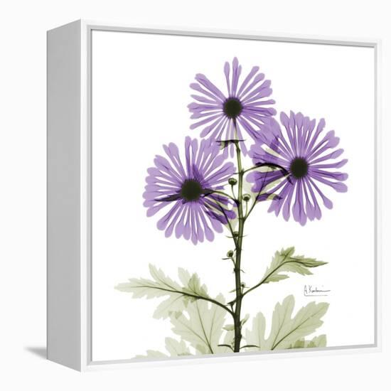 Lavender Chrysanthemum-Albert Koetsier-Framed Premier Image Canvas