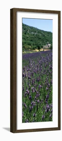 Lavender Crop with Monastery in Background, Abbaye De Senanque, Provence-Alpes-Cote D'Azur, France-null-Framed Photographic Print