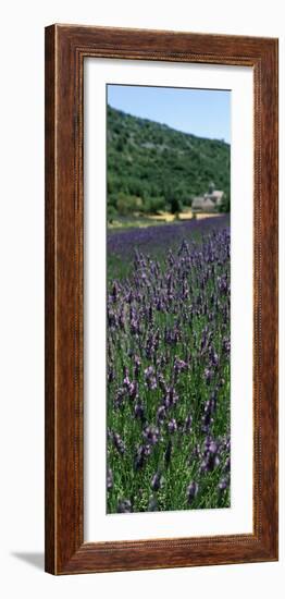 Lavender Crop with Monastery in Background, Abbaye De Senanque, Provence-Alpes-Cote D'Azur, France-null-Framed Photographic Print