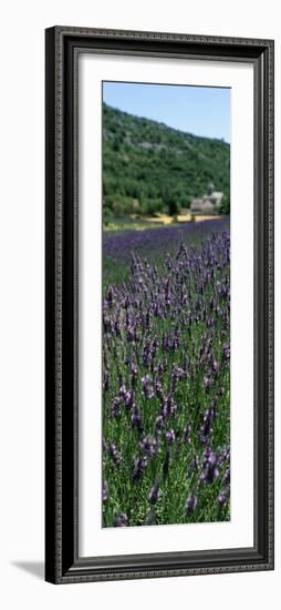 Lavender Crop with Monastery in Background, Abbaye De Senanque, Provence-Alpes-Cote D'Azur, France-null-Framed Photographic Print