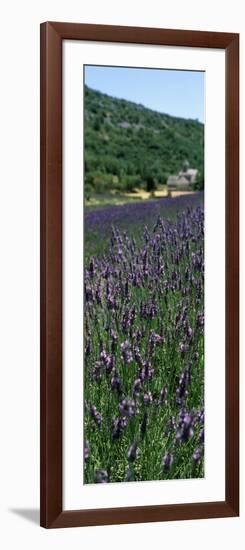 Lavender Crop with Monastery in Background, Abbaye De Senanque, Provence-Alpes-Cote D'Azur, France-null-Framed Photographic Print