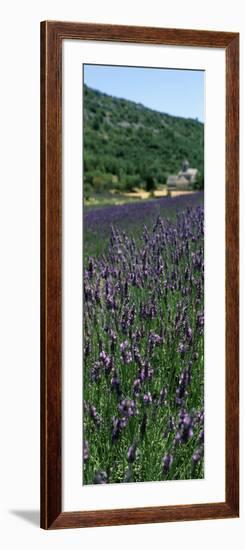 Lavender Crop with Monastery in Background, Abbaye De Senanque, Provence-Alpes-Cote D'Azur, France-null-Framed Photographic Print