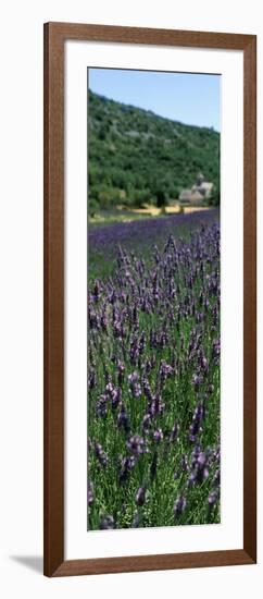 Lavender Crop with Monastery in Background, Abbaye De Senanque, Provence-Alpes-Cote D'Azur, France-null-Framed Photographic Print