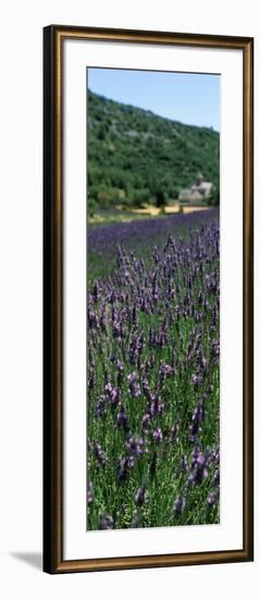 Lavender Crop with Monastery in Background, Abbaye De Senanque, Provence-Alpes-Cote D'Azur, France-null-Framed Photographic Print