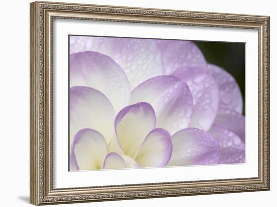 Lavender Dahlia I-Rita Crane-Framed Photographic Print