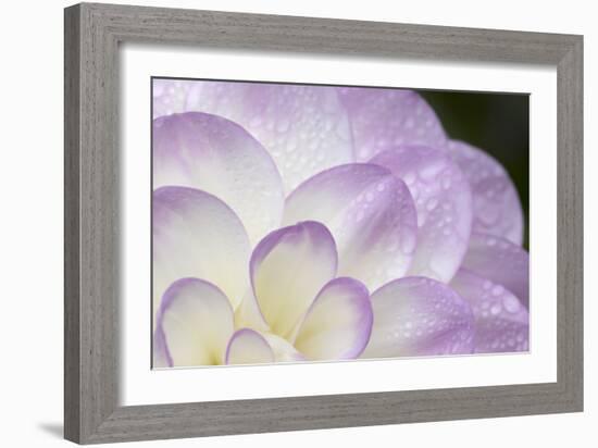 Lavender Dahlia I-Rita Crane-Framed Photographic Print