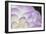 Lavender Dahlia I-Rita Crane-Framed Photographic Print