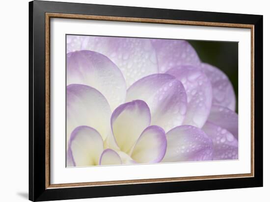 Lavender Dahlia I-Rita Crane-Framed Photographic Print