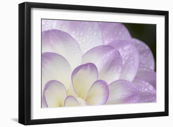 Lavender Dahlia I-Rita Crane-Framed Photographic Print