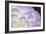 Lavender Dahlia I-Rita Crane-Framed Photographic Print