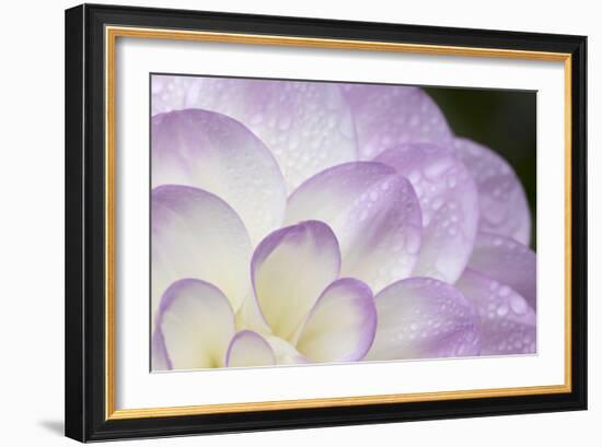 Lavender Dahlia I-Rita Crane-Framed Photographic Print