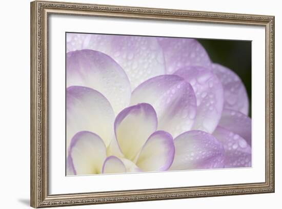 Lavender Dahlia I-Rita Crane-Framed Photographic Print