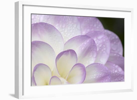 Lavender Dahlia I-Rita Crane-Framed Photographic Print