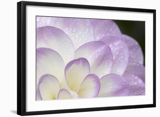 Lavender Dahlia I-Rita Crane-Framed Photographic Print