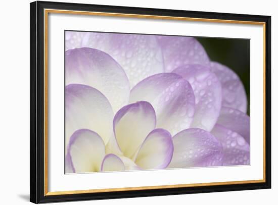 Lavender Dahlia I-Rita Crane-Framed Photographic Print