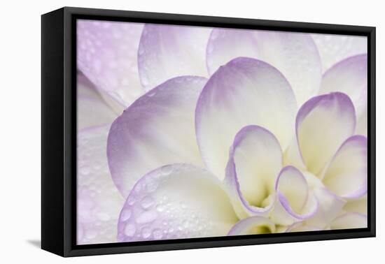 Lavender Dahlia II-Rita Crane-Framed Premier Image Canvas