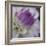 Lavender Dahlia III-Rita Crane-Framed Photographic Print