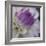 Lavender Dahlia III-Rita Crane-Framed Photographic Print