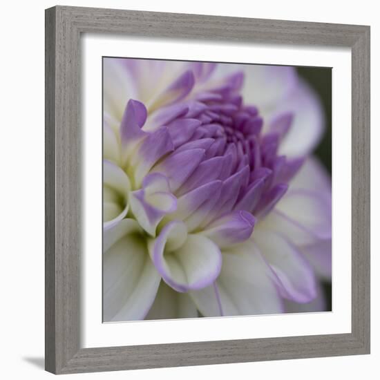 Lavender Dahlia III-Rita Crane-Framed Photographic Print