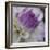 Lavender Dahlia III-Rita Crane-Framed Photographic Print