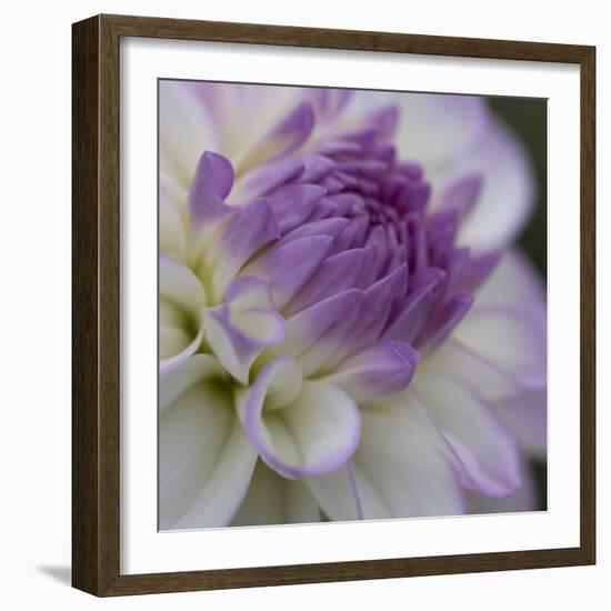 Lavender Dahlia III-Rita Crane-Framed Photographic Print