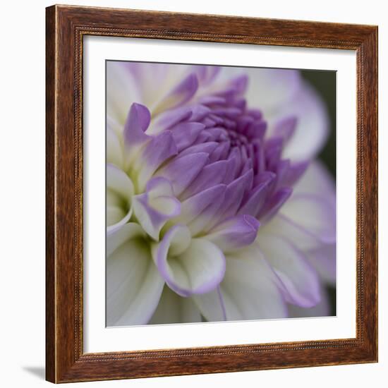 Lavender Dahlia III-Rita Crane-Framed Photographic Print