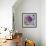 Lavender Dahlia III-Rita Crane-Framed Photographic Print displayed on a wall