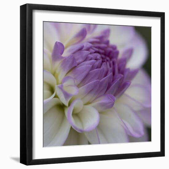 Lavender Dahlia III-Rita Crane-Framed Photographic Print