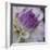 Lavender Dahlia III-Rita Crane-Framed Photographic Print