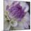 Lavender Dahlia III-Rita Crane-Mounted Photographic Print