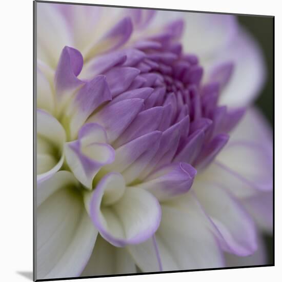 Lavender Dahlia III-Rita Crane-Mounted Photographic Print