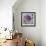 Lavender Dahlia III-Rita Crane-Framed Photographic Print displayed on a wall