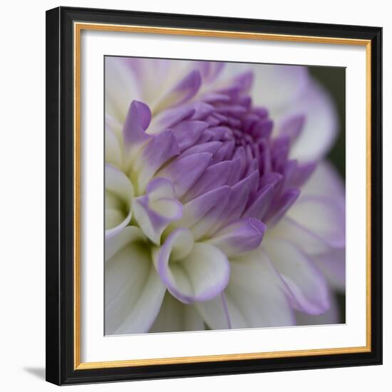 Lavender Dahlia III-Rita Crane-Framed Photographic Print