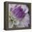 Lavender Dahlia III-Rita Crane-Framed Premier Image Canvas