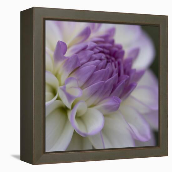 Lavender Dahlia III-Rita Crane-Framed Premier Image Canvas