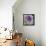 Lavender Dahlia III-Rita Crane-Framed Premier Image Canvas displayed on a wall