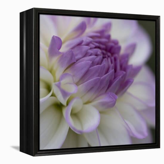 Lavender Dahlia III-Rita Crane-Framed Premier Image Canvas