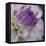 Lavender Dahlia III-Rita Crane-Framed Premier Image Canvas