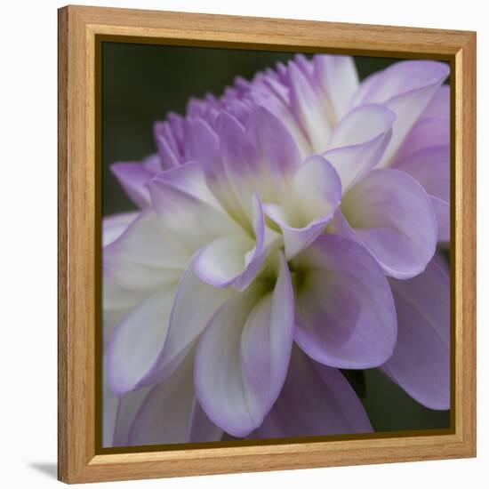 Lavender Dahlia IV-Rita Crane-Framed Premier Image Canvas