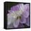 Lavender Dahlia IV-Rita Crane-Framed Premier Image Canvas