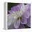 Lavender Dahlia IV-Rita Crane-Framed Premier Image Canvas