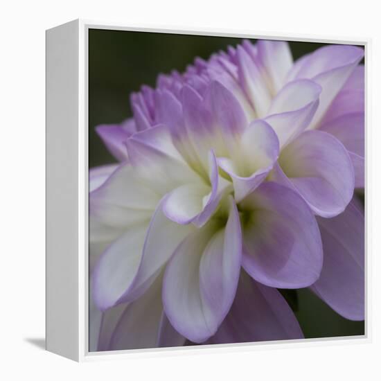 Lavender Dahlia IV-Rita Crane-Framed Premier Image Canvas