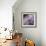 Lavender Dahlia IV-Rita Crane-Framed Photographic Print displayed on a wall