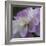 Lavender Dahlia IV-Rita Crane-Framed Photographic Print