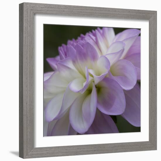 Lavender Dahlia IV-Rita Crane-Framed Photographic Print