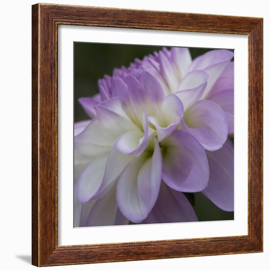 Lavender Dahlia IV-Rita Crane-Framed Photographic Print